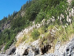 Non-native pampas grass invades a hillside in the King Range. Photo by the BLM. 