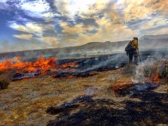 A firefighter supervises an prescription burn. Photo by David Carrera/BLM.