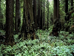 Dense forest with bright green ferns. 