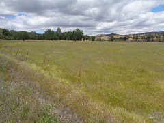 Green and yellow field of star thistle at Clear Creek Management Area. (BLM Photo) 