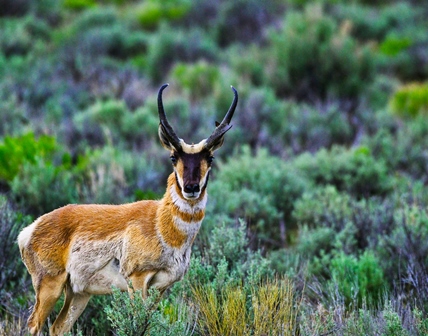 Pronghorn Buck by Jearred Foruria