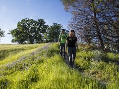 Two hikers at Berryessa Snow Mountain National Monument walk a verdant trail bordered by oaks. Photo by Bob Wick, BLM.