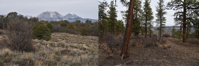 Ray Mesa is known for its rugged terrain old-growth Ponderosa, and wildlife habitat. Left: Grasses with juniper and sage brush with snow-capped mountains in the background. Right: tall Ponderosa trees with brush and leaf litter on the ground.&nbsp;