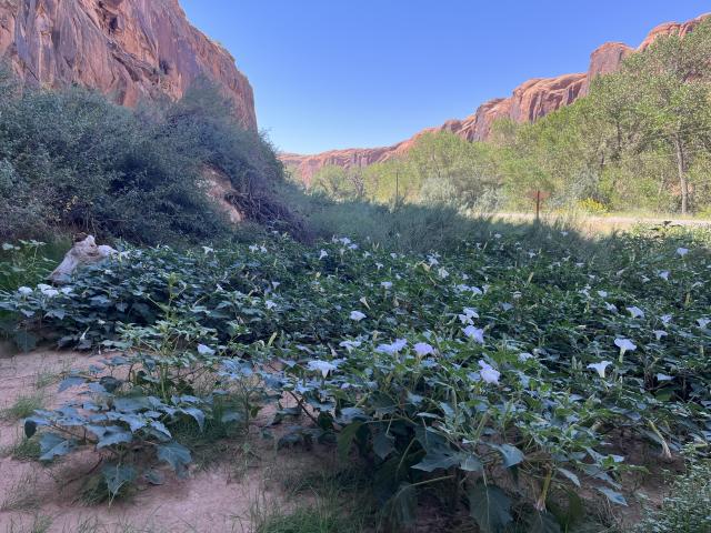 Sacred datura, a large lily with big, white bloom, at the entrance of Moonflower Canyon.