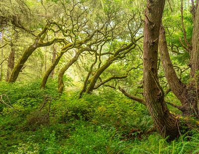 A verdant forest with dark trees that look like dancers.
