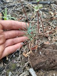 A hand next to a ponderosa pine seedling sprout