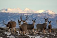 A mule deer herd on a mesa.