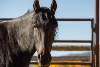 Black mustang looking at camera