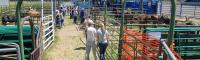 Eastern Idaho 4-H club members view wild horse yearlings 