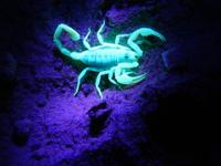 A scorpion glows iridescent green under UV light. Photo by Michelle Puckett/BLM.
