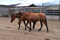 photo of wild horses and burros on the range